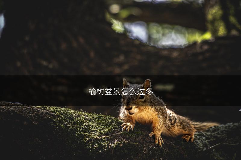 榆树盆景怎么过冬(图1)