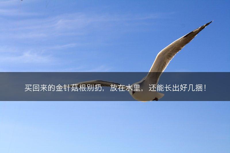 买回来的金针菇根别扔，放在水里，还能长出好几捆！(图1)