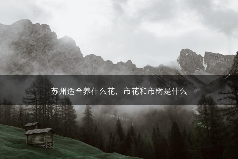 苏州适合养什么花,市花和市树是什么(图1) 苏州适合养什么花,市花和市树是什么(图1)