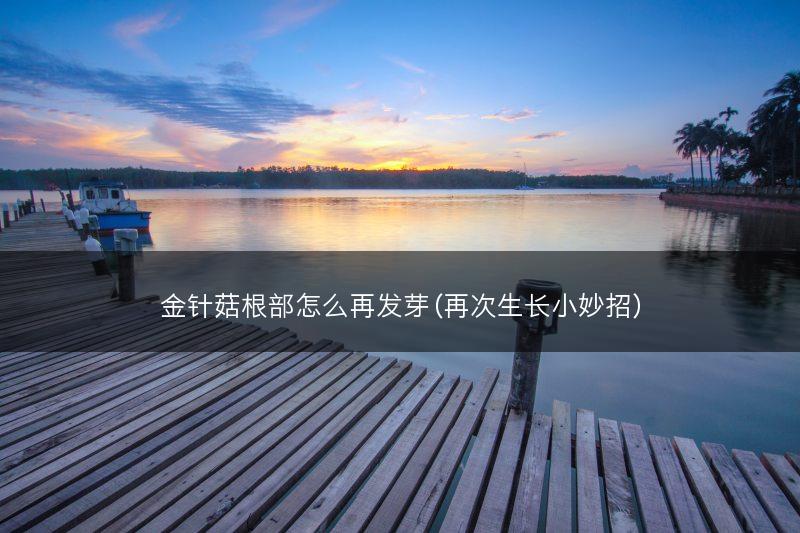 金针菇根部怎么再发芽（再次生长小妙招）(图1)