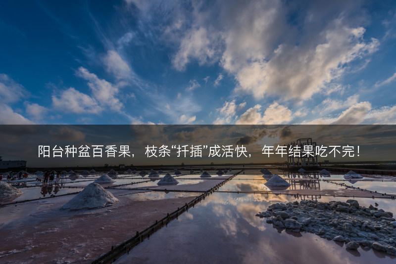 阳台种盆百香果，枝条“扦插”成活快，年年结果吃不完！(图1)