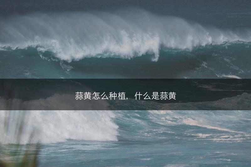 蒜黄怎么种植，什么是蒜黄(图1)