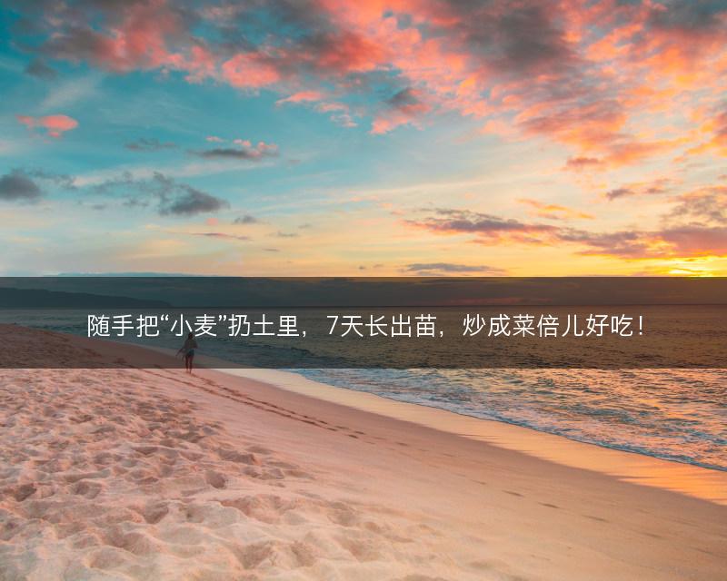 随手把“小麦”扔土里，7天长出苗，炒成菜倍儿好吃！(图1)