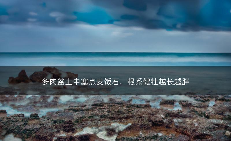 多肉盆土中塞点麦饭石，根系健壮越长越胖(图1)