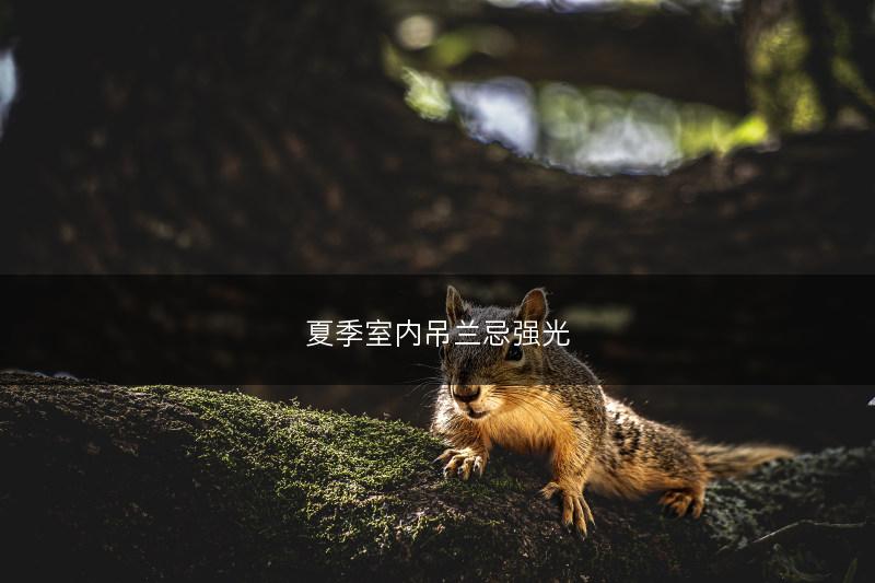 夏季室内吊兰忌强光(图1)