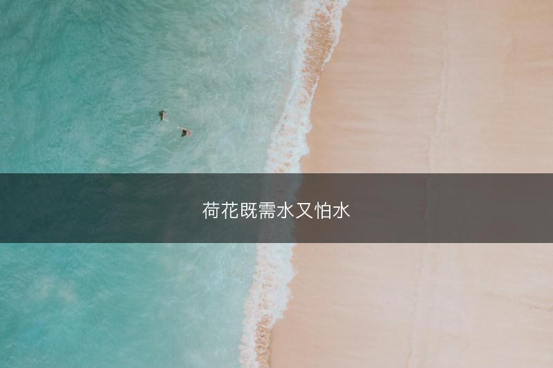 荷花既需水又怕水(图1)