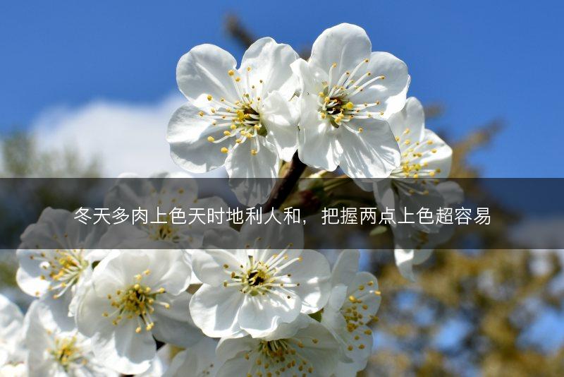 冬天多肉上色天时地利人和，把握两点上色超容易(图1)