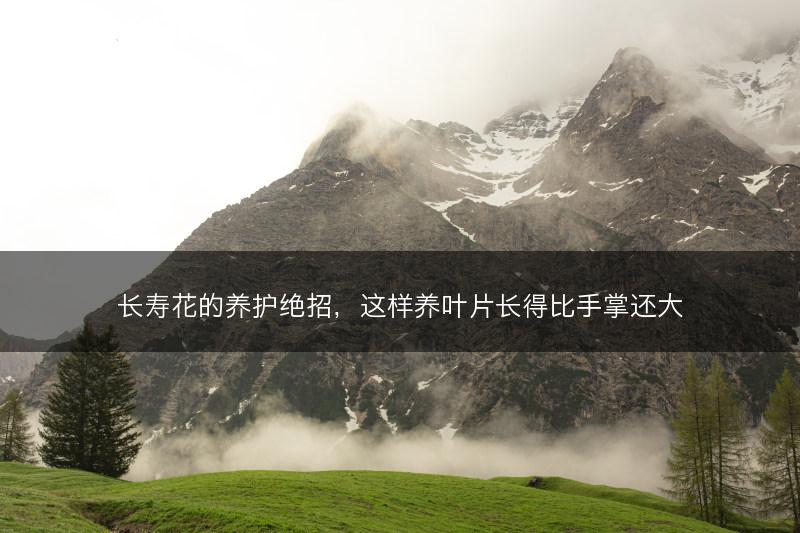 长寿花的养护绝招,这样养叶片长得比手掌还大(图1) 长寿花的养护绝招,这样养叶片长得比手掌还大(图1)