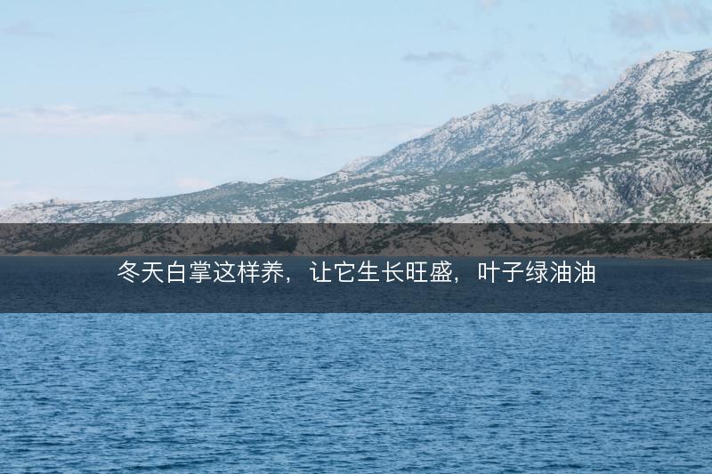 冬天白掌这样养,让它生长旺盛,叶子绿油油(图1) 冬天白掌这样养,让它生长旺盛,叶子绿油油(图1)