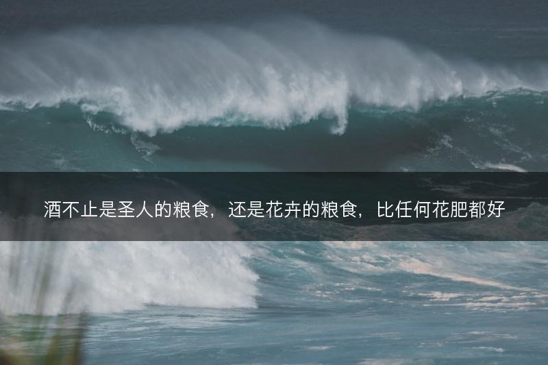 酒不止是圣人的粮食,还是花卉的粮食,比任何花肥都好(图1) 酒不止是圣人的粮食,还是花卉的粮食,比任何花肥都好(图1)