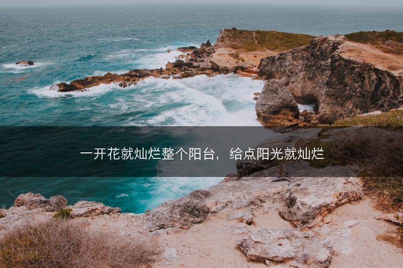 一开花就灿烂整个阳台，给点阳光就灿烂(图1)