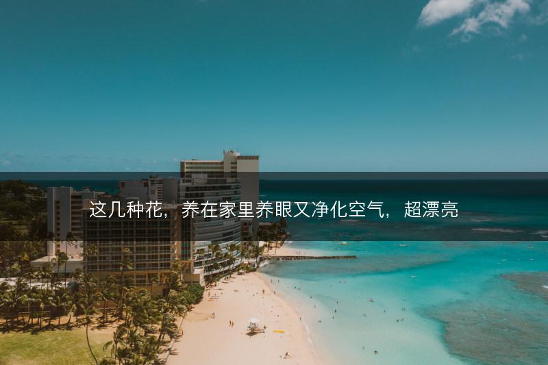 这几种花,养在家里养眼又净化空气,超漂亮(图1) 这几种花,养在家里养眼又净化空气,超漂亮(图1)