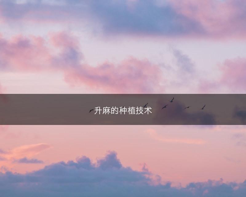 升麻的种植技术(图1)