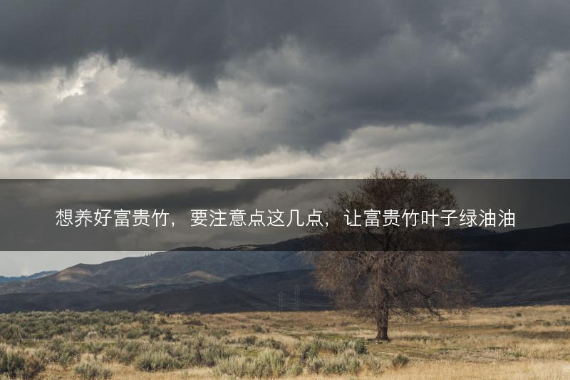 想养好富贵竹,要注意点这几点,让富贵竹叶子绿油油(图1) 想养好富贵竹,要注意点这几点,让富贵竹叶子绿油油(图1)