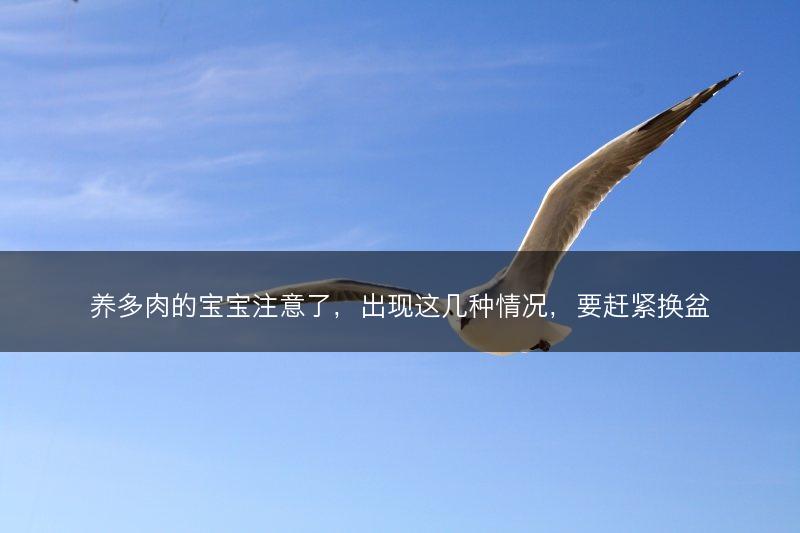 养多肉的宝宝注意了,出现这几种情况,要赶紧换盆(图1) 养多肉的宝宝注意了,出现这几种情况,要赶紧换盆(图1)