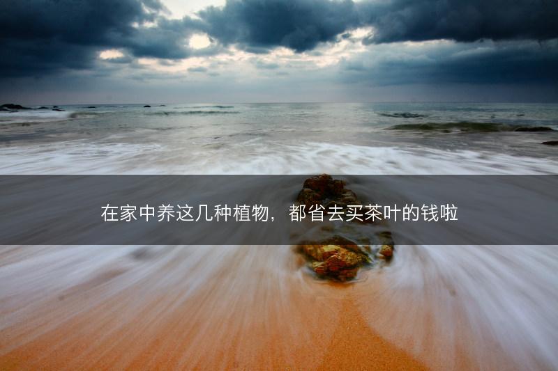 在家中养这几种植物,都省去买茶叶的钱啦(图1) 在家中养这几种植物,都省去买茶叶的钱啦(图1)