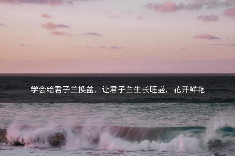 学会给君子兰换盆，让君子兰生长旺盛，花开鲜艳(图1)