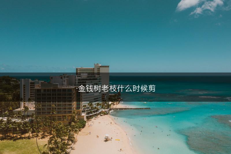 ·金钱树老枝什么时候剪(图1)