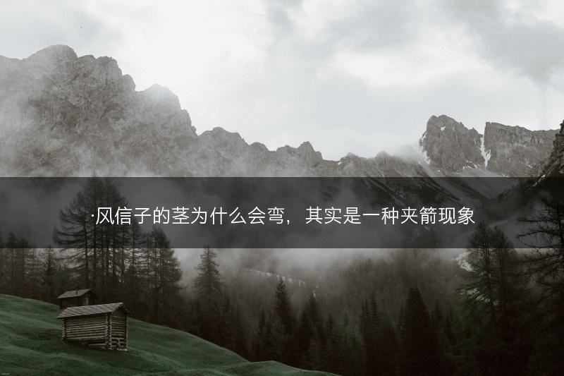 ·风信子的茎为什么会弯，其实是一种夹箭现象(图1)