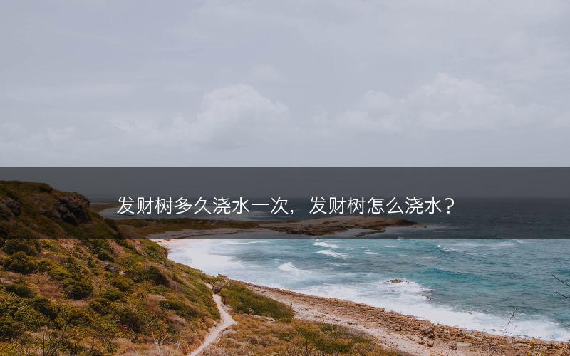 发财树多久浇水一次,发财树怎么浇水?(图1) 发财树多久浇水一次,发财树怎么浇水?(图1)