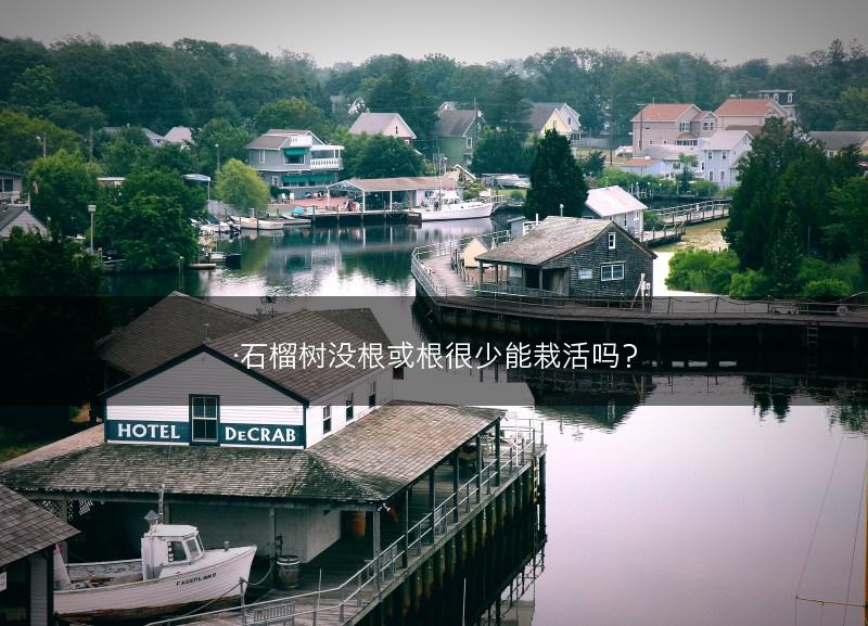 ·石榴树没根或根很少能栽活吗?(图1) ·石榴树没根或根很少能栽活吗?(图1)