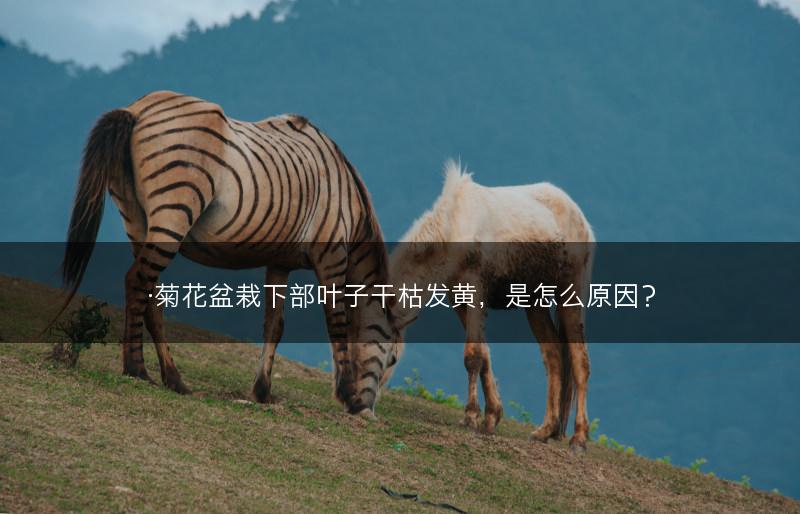 ·菊花盆栽下部叶子干枯发黄,是怎么原因?(图1) ·菊花盆栽下部叶子干枯发黄,是怎么原因?(图1)