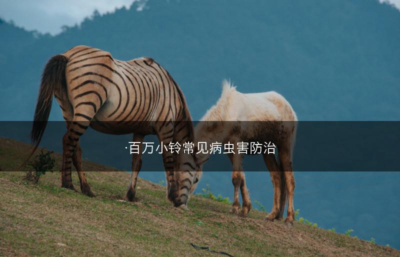 ·百万小铃常见病虫害防治(图1)