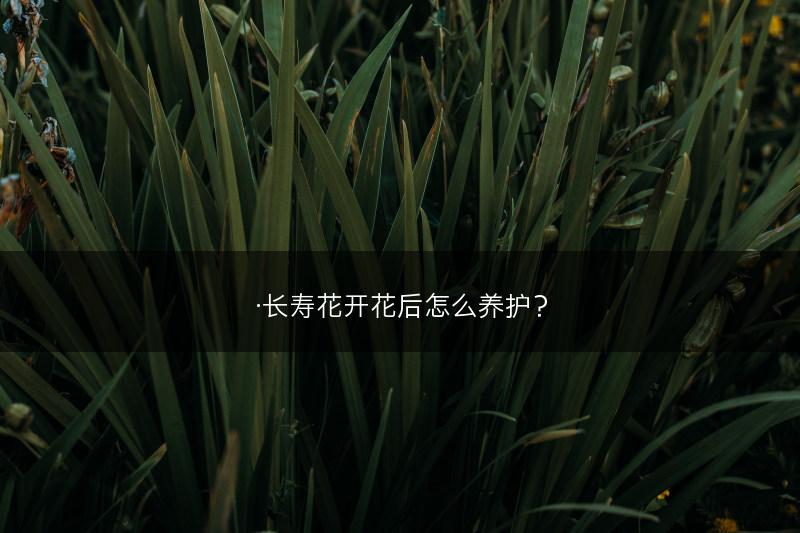 ·长寿花开花后怎么养护？(图1)