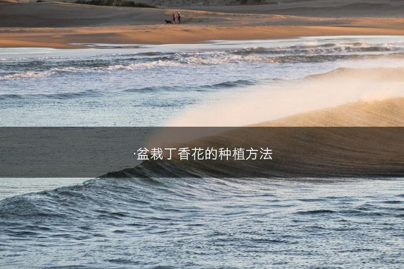 ·盆栽丁香花的种植方法(图1) ·盆栽丁香花的种植方法(图1)