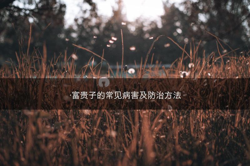 ·富贵子的常见病害及防治方法(图1) ·富贵子的常见病害及防治方法(图1)