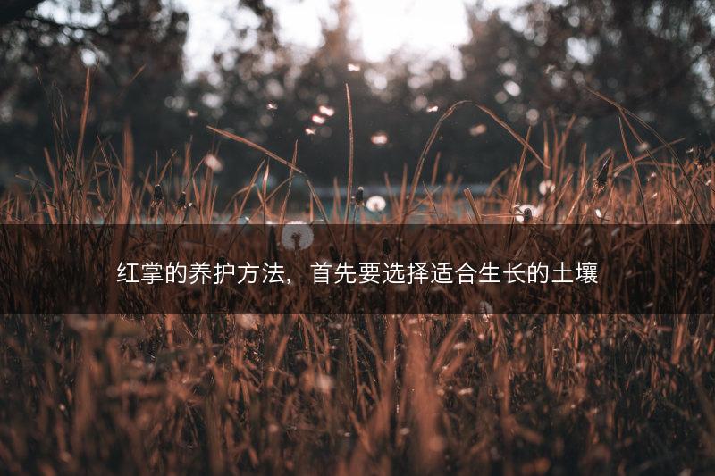 红掌的养护方法，首先要选择适合生长的土壤(图1)