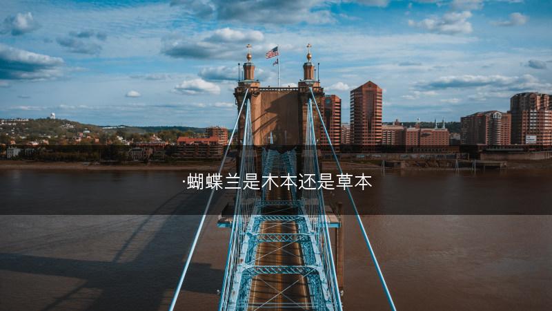 ·蝴蝶兰是木本还是草本(图1)