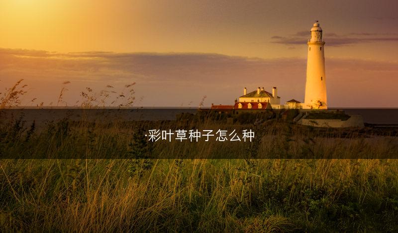 ·彩叶草种子怎么种(图1)