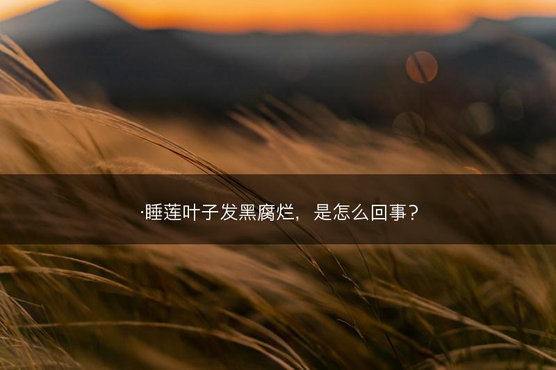 ·睡莲叶子发黑腐烂，是怎么回事？(图1)