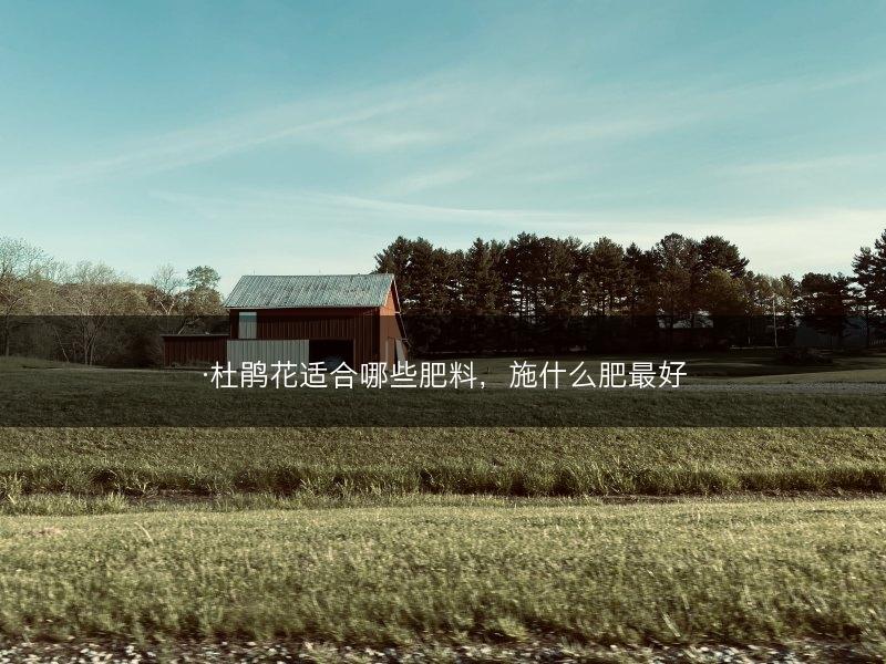 ·杜鹃花适合哪些肥料,施什么肥最好(图1) ·杜鹃花适合哪些肥料,施什么肥最好(图1)