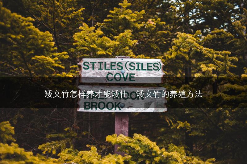 矮文竹怎样养才能矮壮，矮文竹的养殖方法(图1)