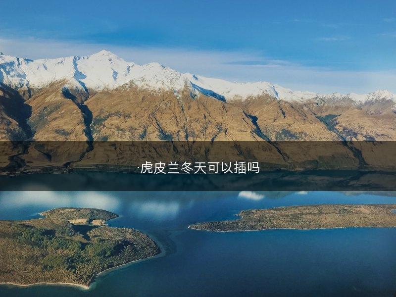 ·虎皮兰冬天可以插吗(图1)