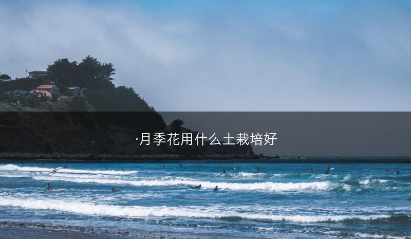·月季花用什么土栽培好(图1) ·月季花用什么土栽培好(图1)
