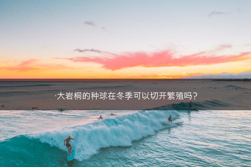 ·大岩桐的种球在冬季可以切开繁殖吗？(图1)