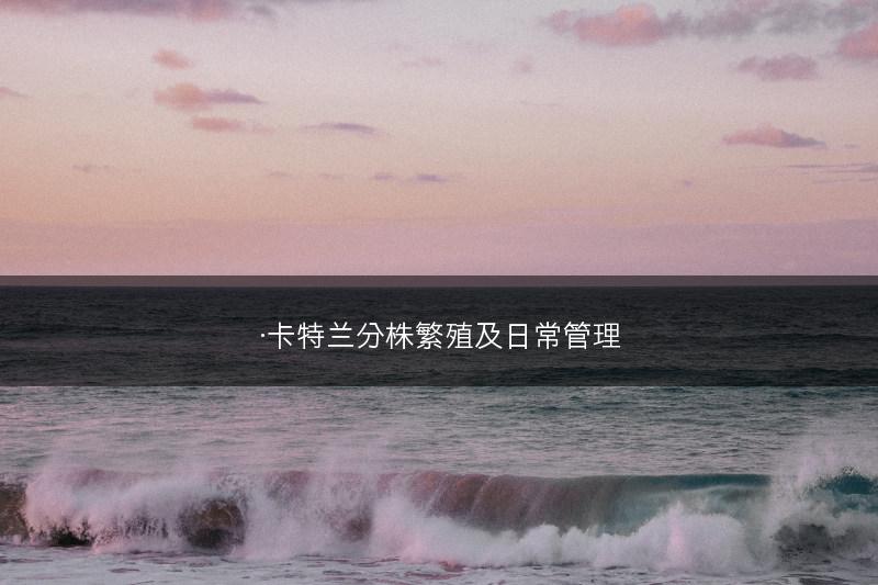 ·卡特兰分株繁殖及日常管理(图1)