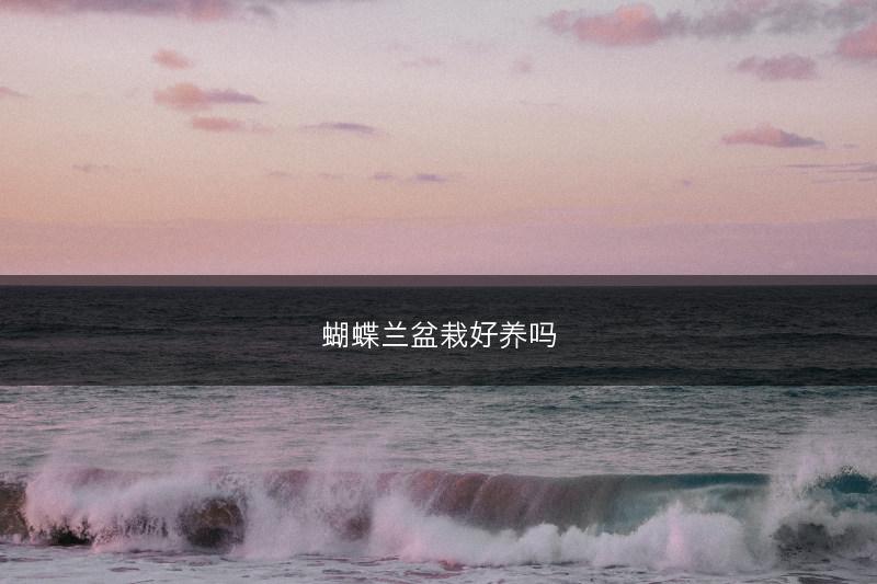 蝴蝶兰盆栽好养吗(图1)