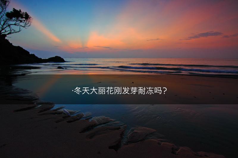 ·冬天大丽花刚发芽耐冻吗?(图1) ·冬天大丽花刚发芽耐冻吗?(图1)