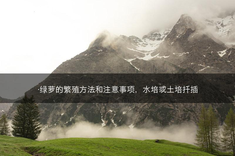 ·绿萝的繁殖方法和注意事项，水培或土培扦插(图1)