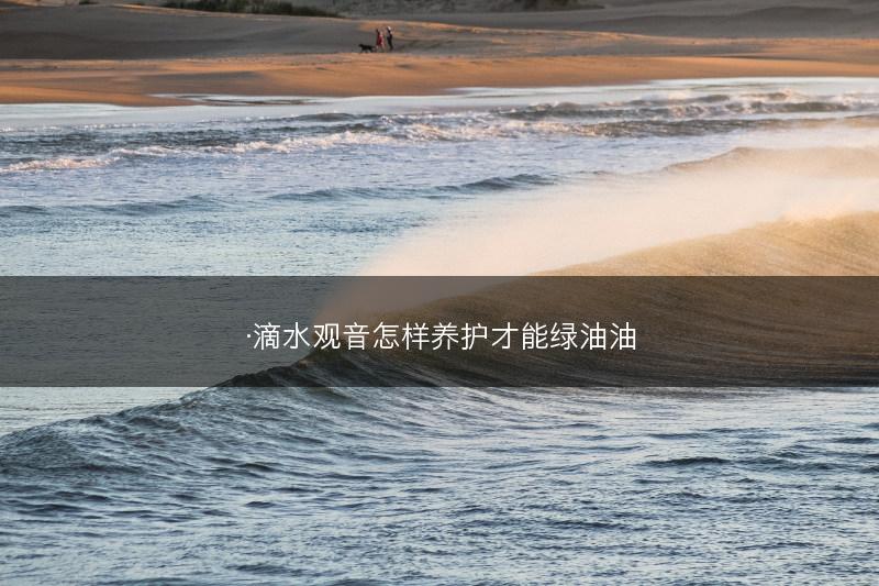 ·滴水观音怎样养护才能绿油油(图1)