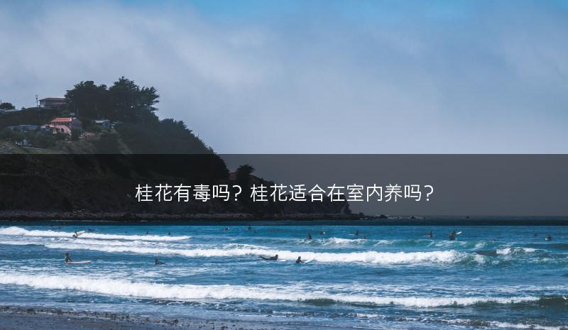 桂花有毒吗？桂花适合在室内养吗？(图1)