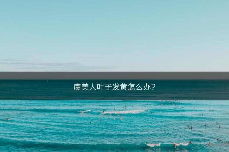 虞美人叶子发黄怎么办?(图1) 虞美人叶子发黄怎么办?(图1)