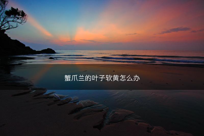 蟹爪兰的叶子软黄怎么办(图1) 蟹爪兰的叶子软黄怎么办(图1)