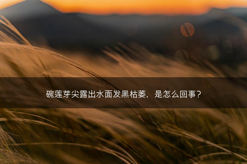 碗莲芽尖露出水面发黑枯萎，是怎么回事？(图1)