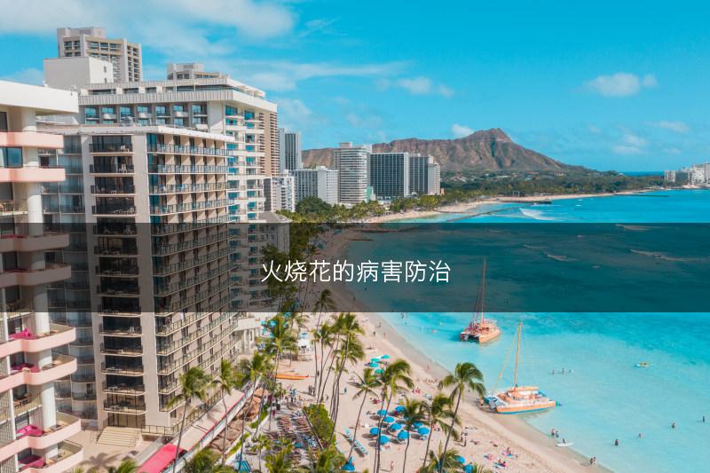 火烧花的病害防治(图1)