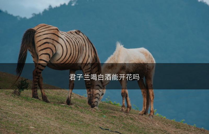 君子兰喝白酒能开花吗(图1)